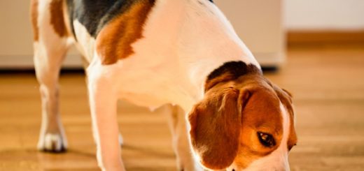 beagle eating Cold-pressed dog food