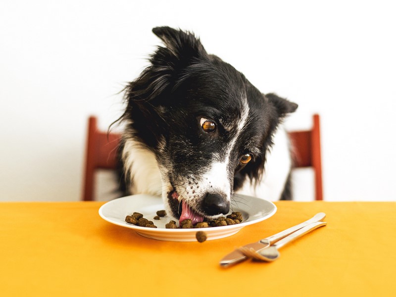 Cold-pressed food for dogs with single-source, high-quality protein.